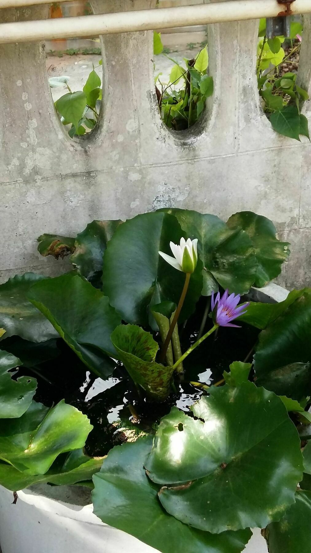 Saver Guesthouse 查汶海滩 外观 照片